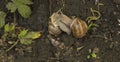 close-up: two copulating snails on the wet ground in the summer Royalty Free Stock Photo
