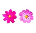 Close up, Two cosmos flowers purple color blossom blooming isolated on white background for stock photo, houseplant, spring floral Royalty Free Stock Photo