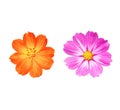 Close up, Two cosmos flowers purple and orange color blossom blooming isolated on white background for stock photo, houseplant, Royalty Free Stock Photo