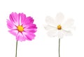 Close up, Two cosmos flowers purple and white color blossom blooming isolated on white background for stock photo, houseplant,