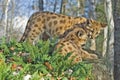 Close up of two cougar kits