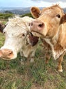 Close up of Cows looking at camera