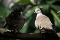 Close-up of two crested pigeons on branch Royalty Free Stock Photo