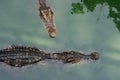 Crocodiles swimming in a pond Royalty Free Stock Photo