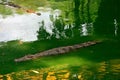 Crocodiles swimming in a pond Royalty Free Stock Photo