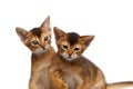 Close-up Two Cute Abyssinian Kitten Playing on Isolated White Background Royalty Free Stock Photo