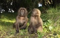 Close up of two cute baby Gelada monkeys