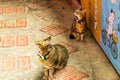 Closeup of two cute cat in front of Shop in Jiufen Village,Taiwan