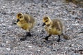 Close up of two cute fluffy baby Canada Geese Royalty Free Stock Photo