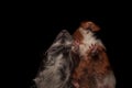 Close up of two cute guinea pigs on black background Royalty Free Stock Photo