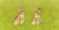 Close up of two cute little rabbits sitting in meadow Royalty Free Stock Photo