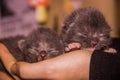 Two newborn blind grey kittens in hand