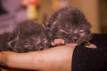 Two newborn blind grey kittens in hand