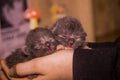 Two newborn blind grey kittens in hand