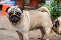 Close-up of two cute pugs outdoors Royalty Free Stock Photo