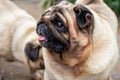 Close-up of two cute pugs outdoors Royalty Free Stock Photo