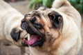 Close-up of two cute pugs outdoors Royalty Free Stock Photo