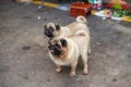 Close-up of two cute pugs outdoors Royalty Free Stock Photo