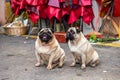 Close-up of two cute pugs outdoors Royalty Free Stock Photo