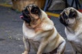 Close-up of two cute pugs outdoors Royalty Free Stock Photo