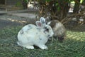 Two cute white and brown rabbits are eating grass with gusto Royalty Free Stock Photo