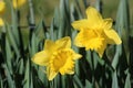Close up two daffodils in bloom Royalty Free Stock Photo