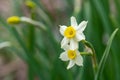 Close up of two daffodils in the garden Royalty Free Stock Photo