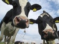 Close up of two dairy cows