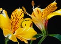 Close-up of two daylilies on a black background Royalty Free Stock Photo