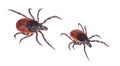 Close-up of two deer ticks. Castor bean tick. Ixodes ricinus