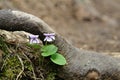 Flora of Kamchatka Peninsula: a close up of two delicate lilac flowers of viola epipsila (dwarf marsh violet`) Royalty Free Stock Photo