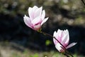 Close up of two delicate white pink magnolia flowers blossoms on tree branches in a garden in a sunny spring day, beautiful outdoo Royalty Free Stock Photo