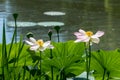 Close up of two delicate white water lily flowers Nymphaeaceae in full bloom on a water surface in a summer garden, beautiful ou Royalty Free Stock Photo