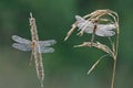 Two Dew Covered Dragonflies Perched