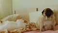 Close up of two dogs on bed in room. White spitz lies and plays, biting blanket. Relaxed pug sits and yawns.