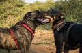 A close-up of two dogs mouthing with one another. Royalty Free Stock Photo