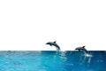 Close up Two Dolphins are Jumping on The Water Surface Isolated on White Background with Clipping Path Royalty Free Stock Photo