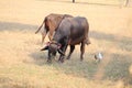 close-up of two domestic animals or buffaloes with red strong horned in the wild field Royalty Free Stock Photo