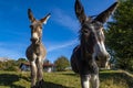 Close-up of two donkeys in the italian alps Royalty Free Stock Photo