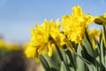 Close-up of two double yellow wild daffodils in a bulb field with a nice contrast to the blue sky Royalty Free Stock Photo