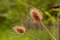 Close up of two dry thistles on a green background