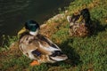 Close-up of two ducks resting on lawn next to water at sunset in Weesp. Royalty Free Stock Photo