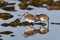 Dunlin birds wading along rocky shore line Royalty Free Stock Photo