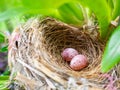 Close-up of two eggs in nest Royalty Free Stock Photo