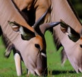 Eland Grazing