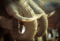 Close up of Two Elephants Trunks drinking in Hwange National Park, Zimbabwe, Southern Africa