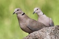 Close-up of two Eurasian collared doves on rock Royalty Free Stock Photo