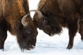 Close-up of two European bison males fighting over territory Royalty Free Stock Photo