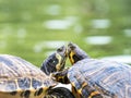 Close up with Two European pond turtles Emys orbicularis standing together on the edge of the water. Love turtle Royalty Free Stock Photo