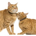 Close-up of two European Shorthair, 3 years old Royalty Free Stock Photo